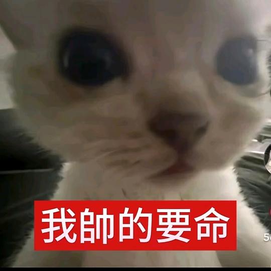 甜诱小奶喵