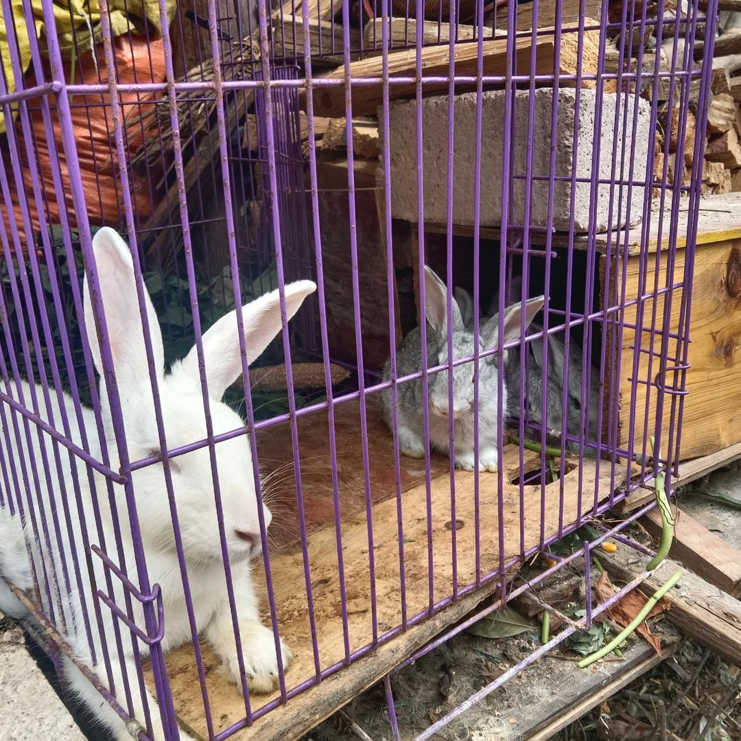 梦非非