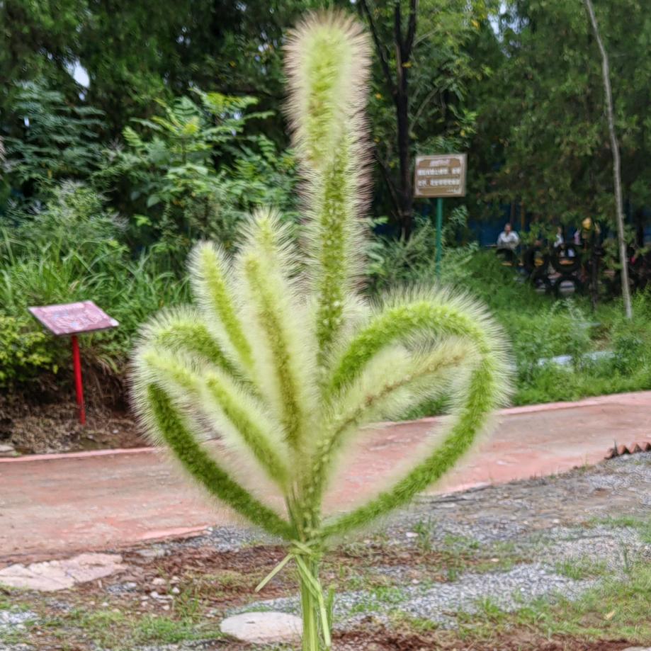 粉粉泡泡