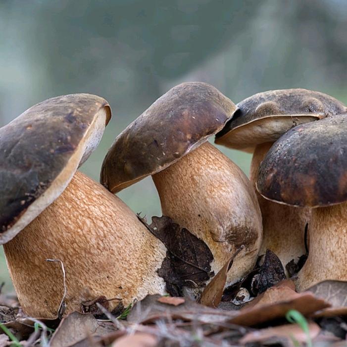 文哥带你上山找菌子🍄