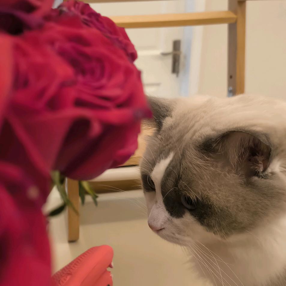 🐱大大汤圆