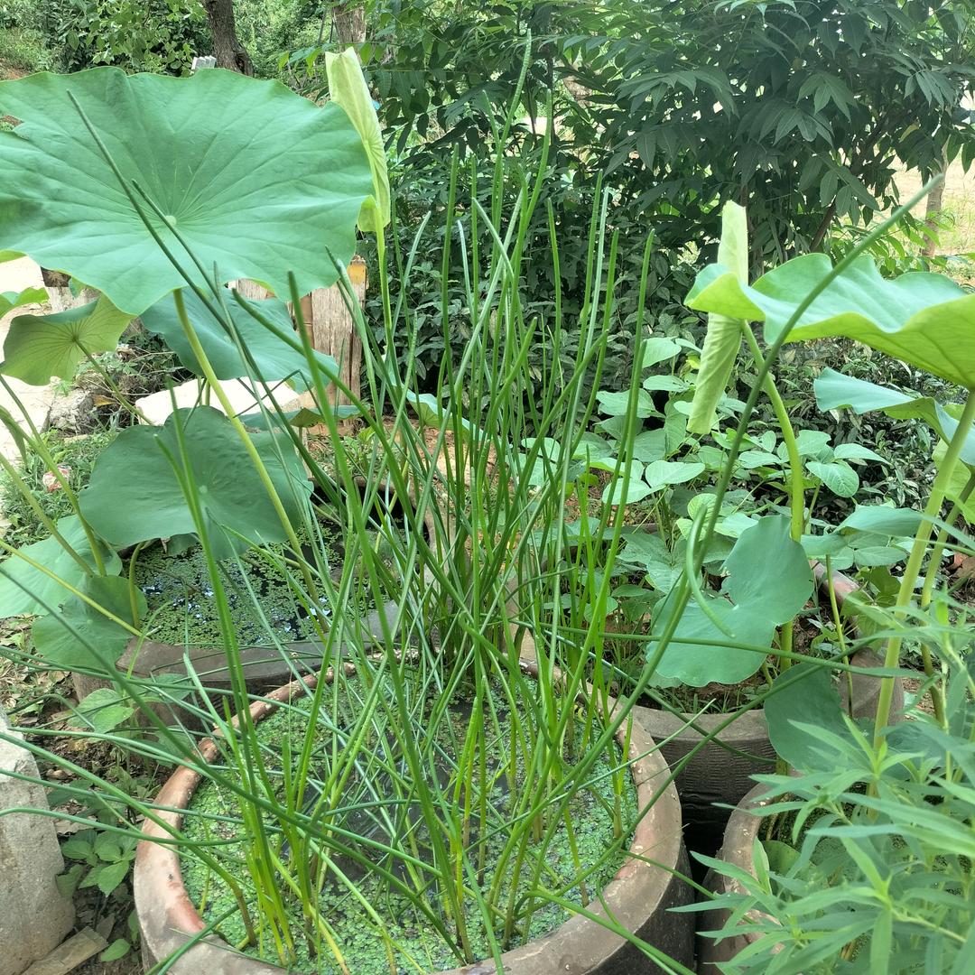 真情在