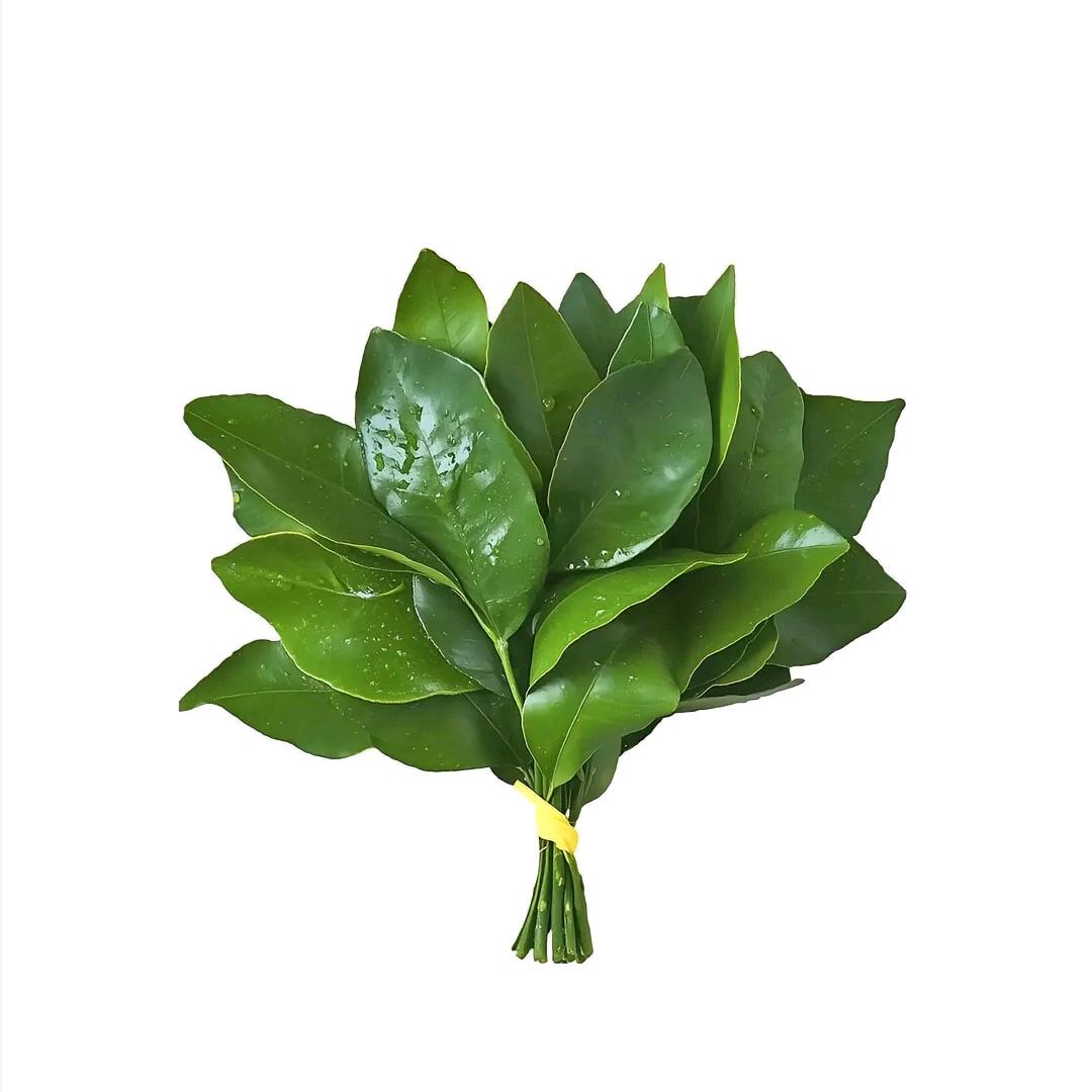淇栀