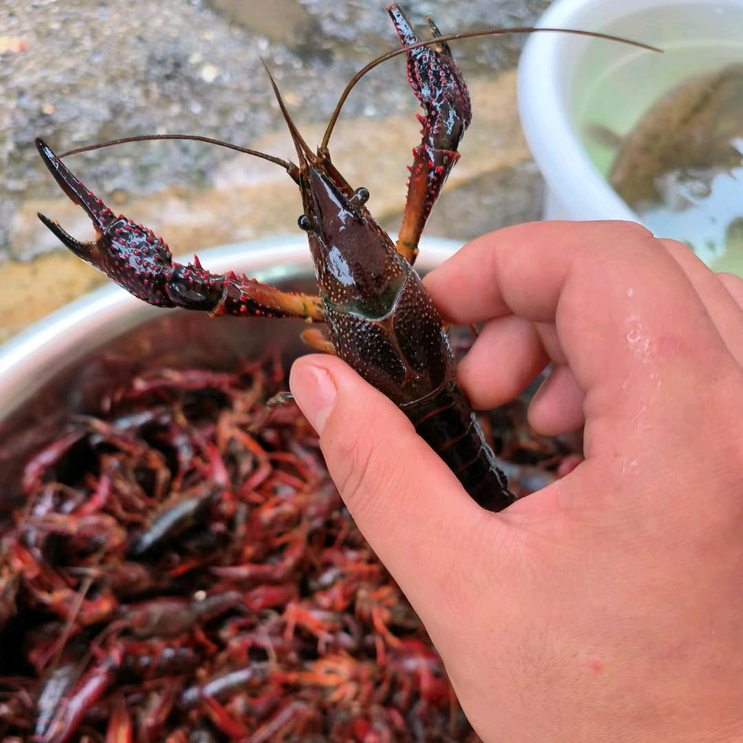 老年海鲜水产