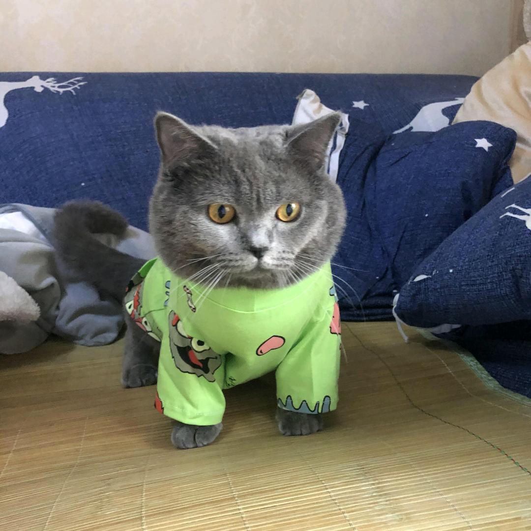 猫小喵