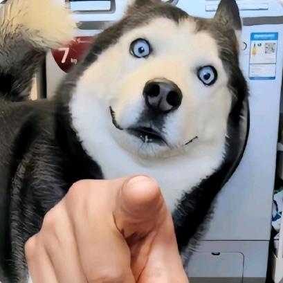 光头 强