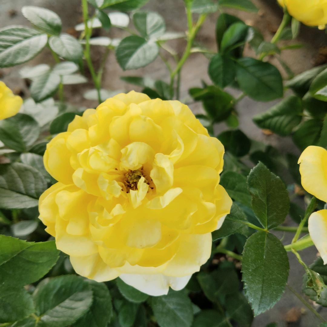 小陆（绿植生活）