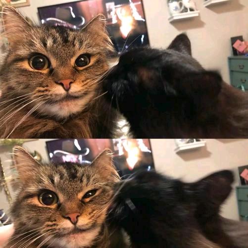 Ｌ