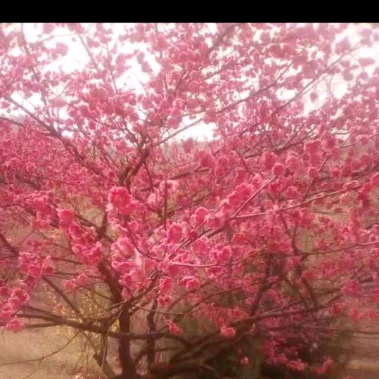 称心如意徐州丰县