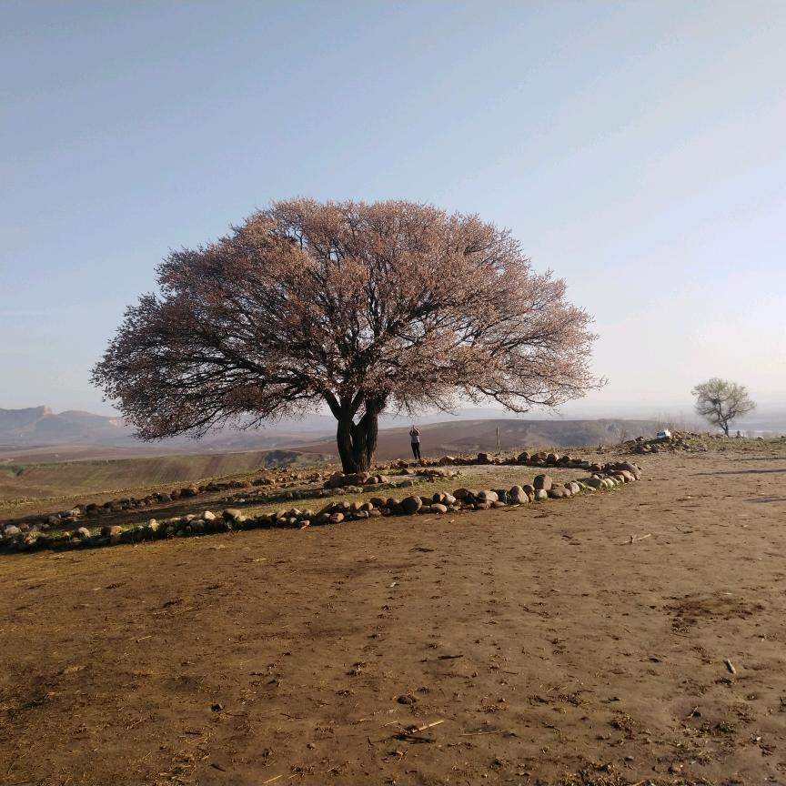 辽阳百年网红大杏树