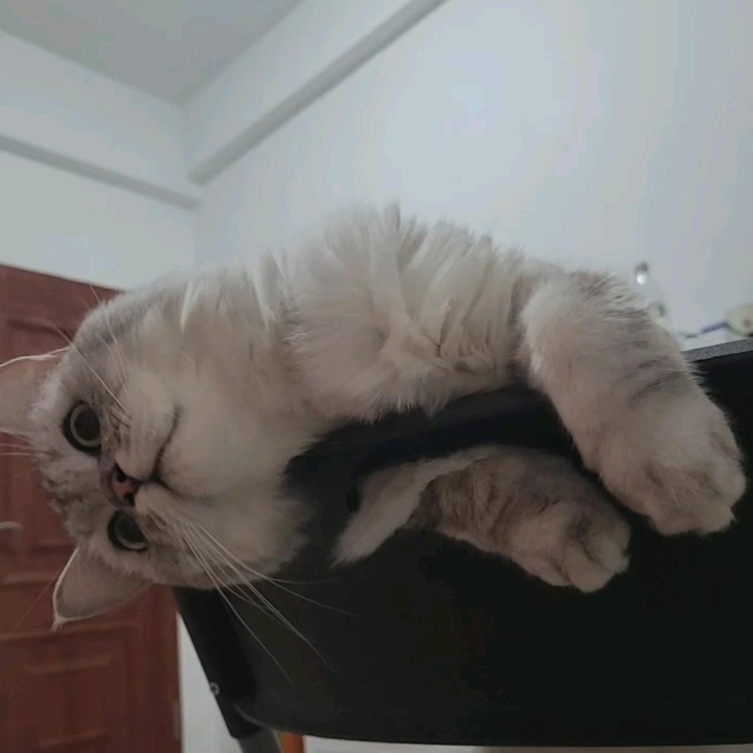 富安反（反骨的反）