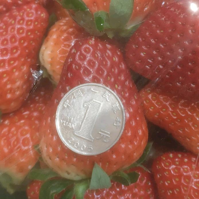 应季水果批发零售