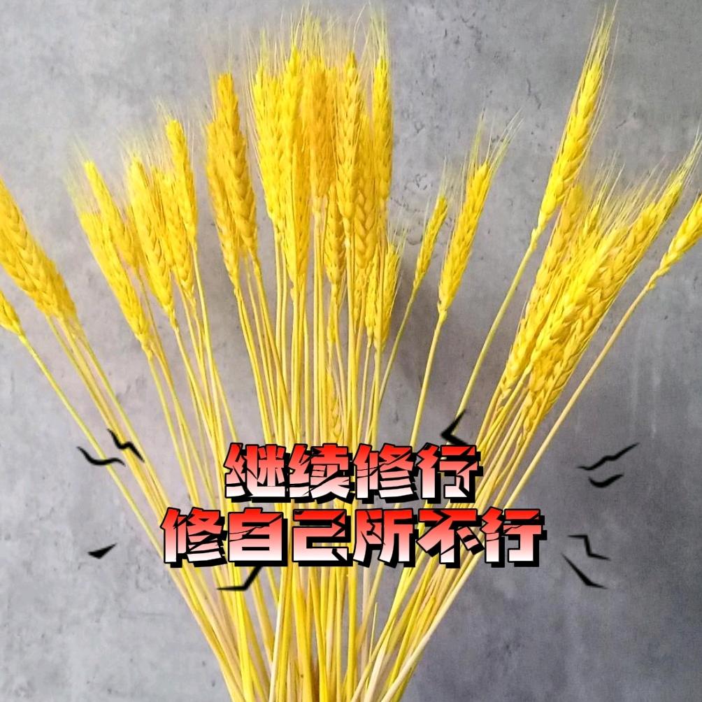 安然（荣昌）