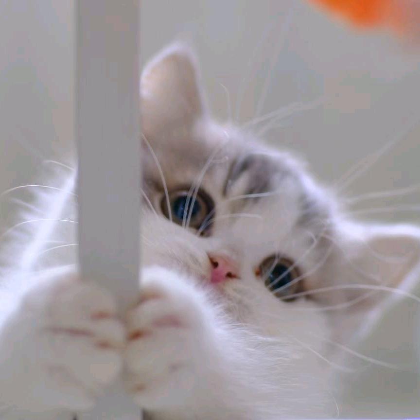 成都喵金多猫舍
