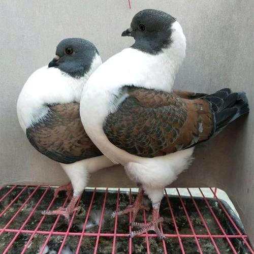 方方鸽舍