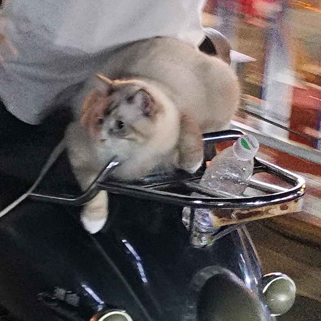 叫我狗紫灰