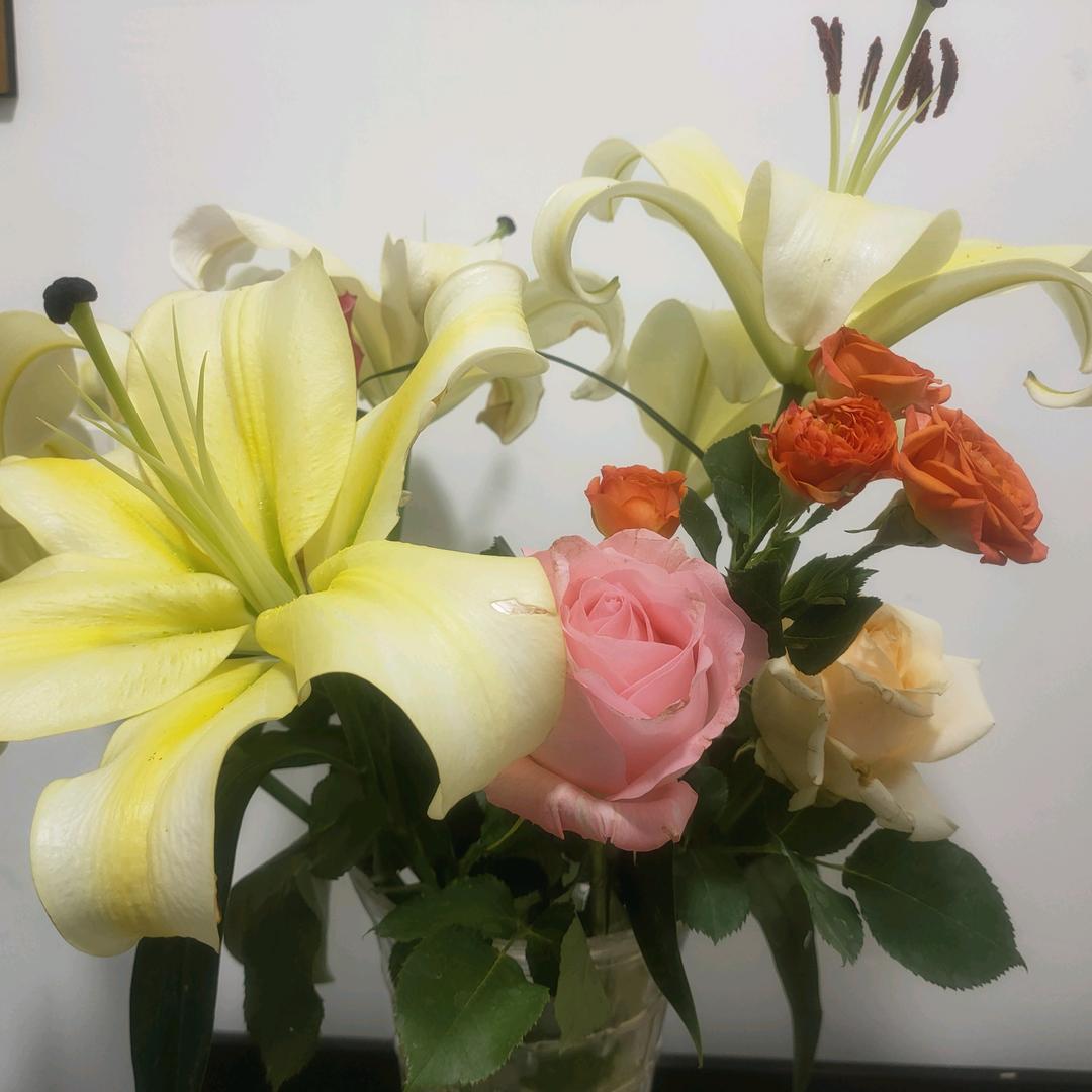 芙蓉雨