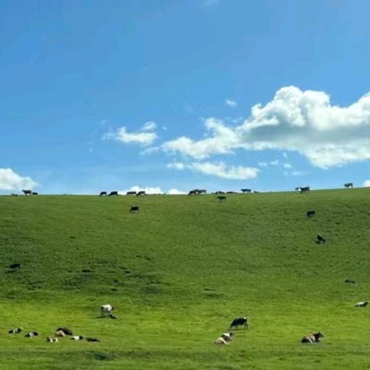 麦宜坊、特色大包！（专注早点）合作开店