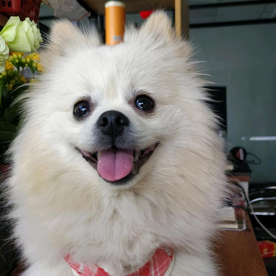 李十一是只博美