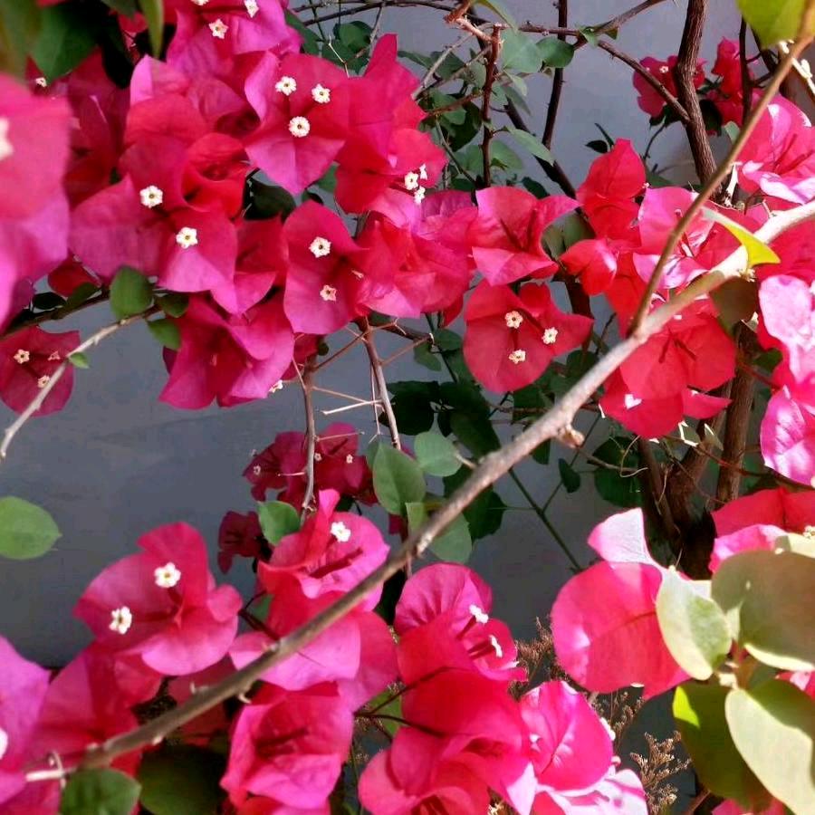 菊花姐