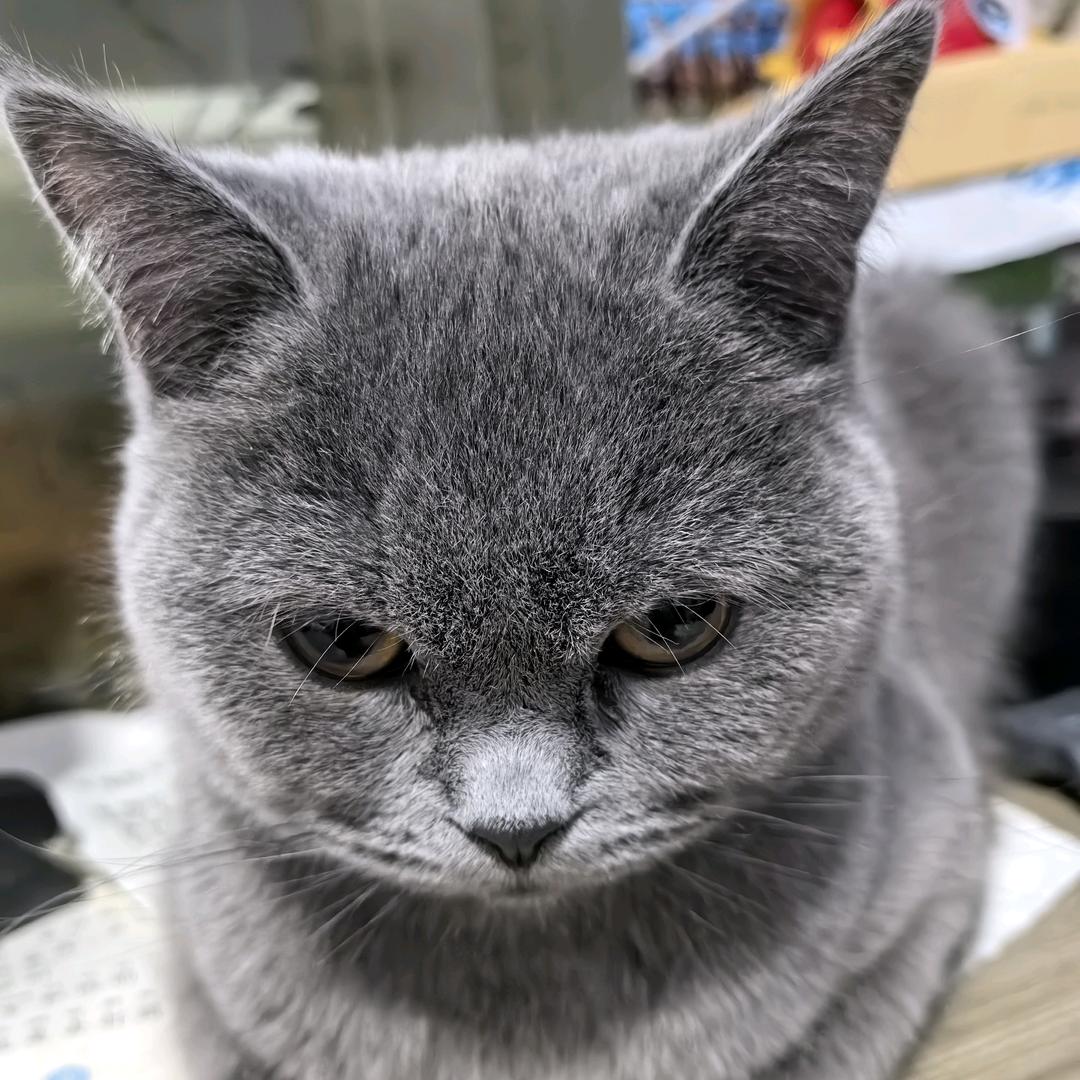 金豆