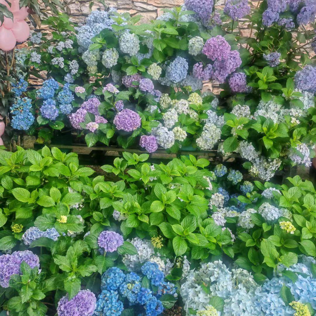 小玲