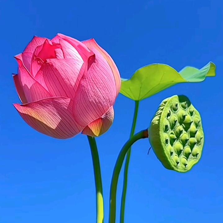 碧水清莲