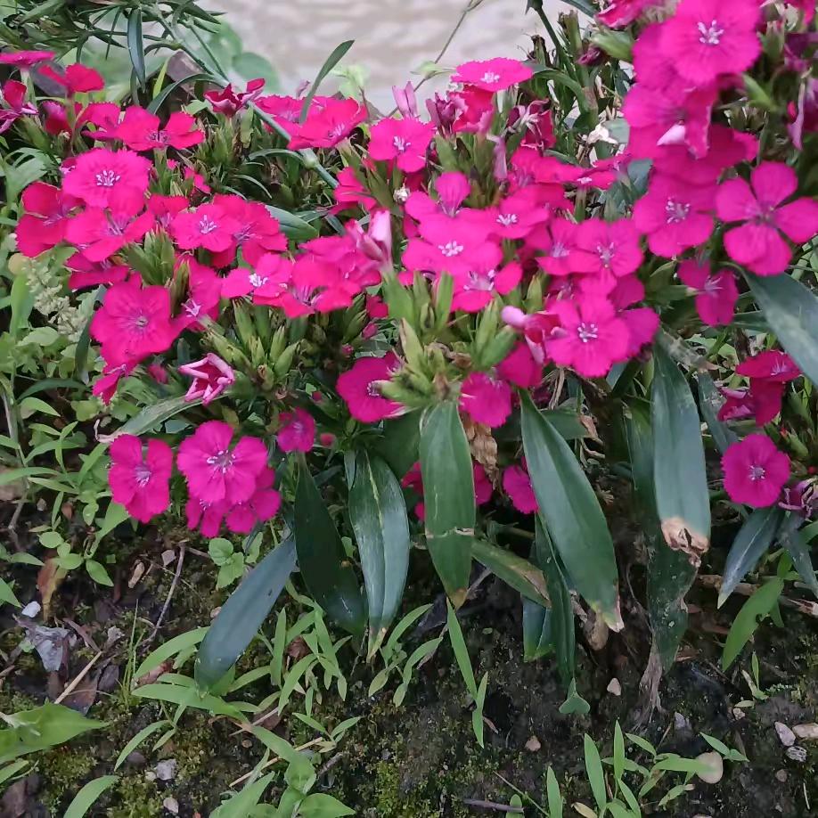 思念萱翔