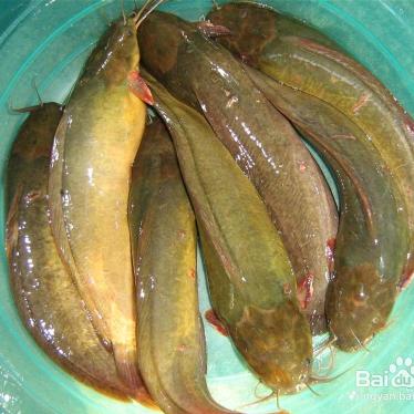 塘角鱼回收鱼苗出售