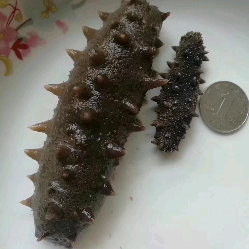 晁氏野生海参