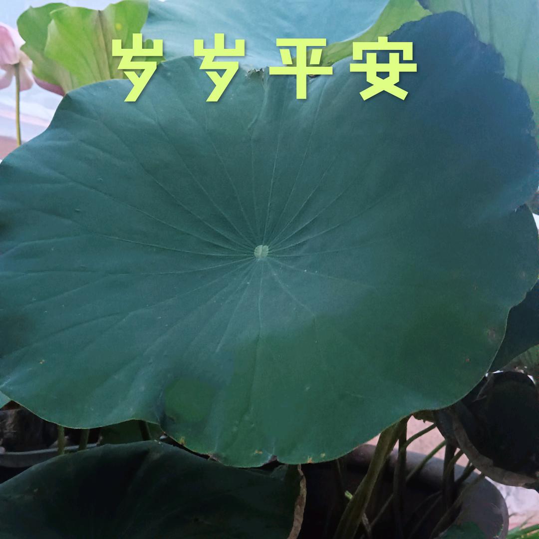 平安岁月