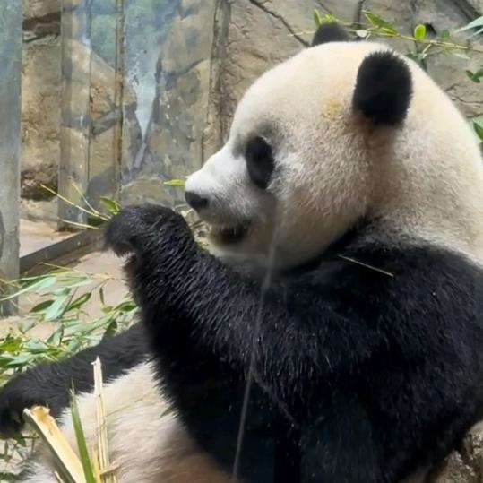 华夏～春天的雪🐼Panda