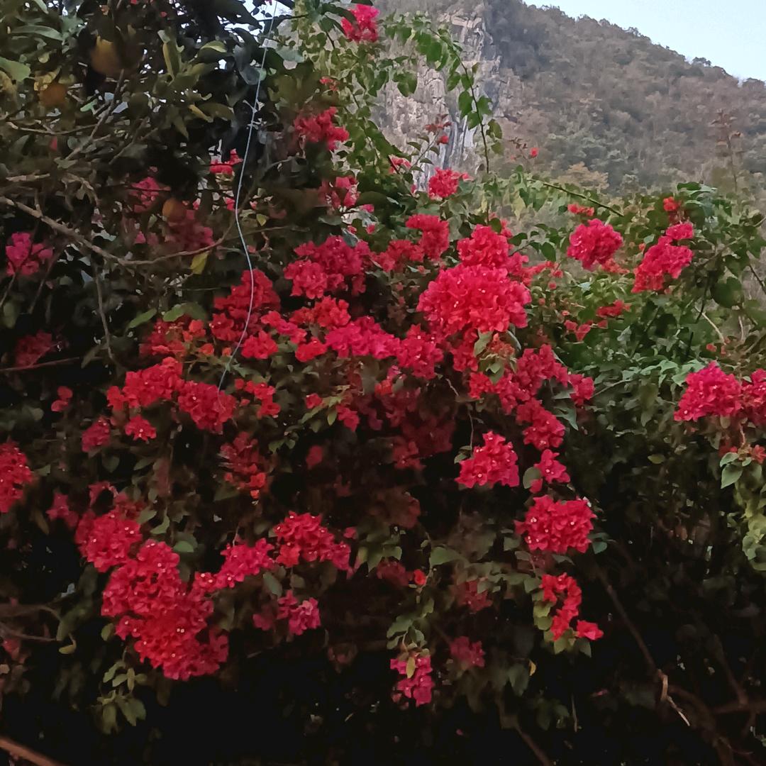 顺其自然🥀