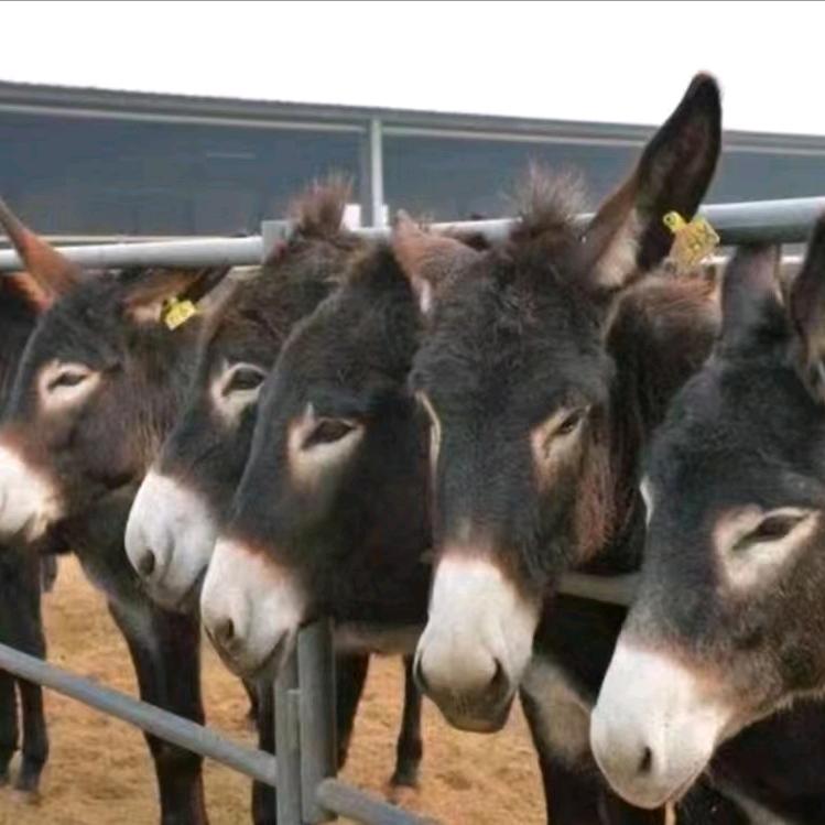 肉驴养殖源头厂家