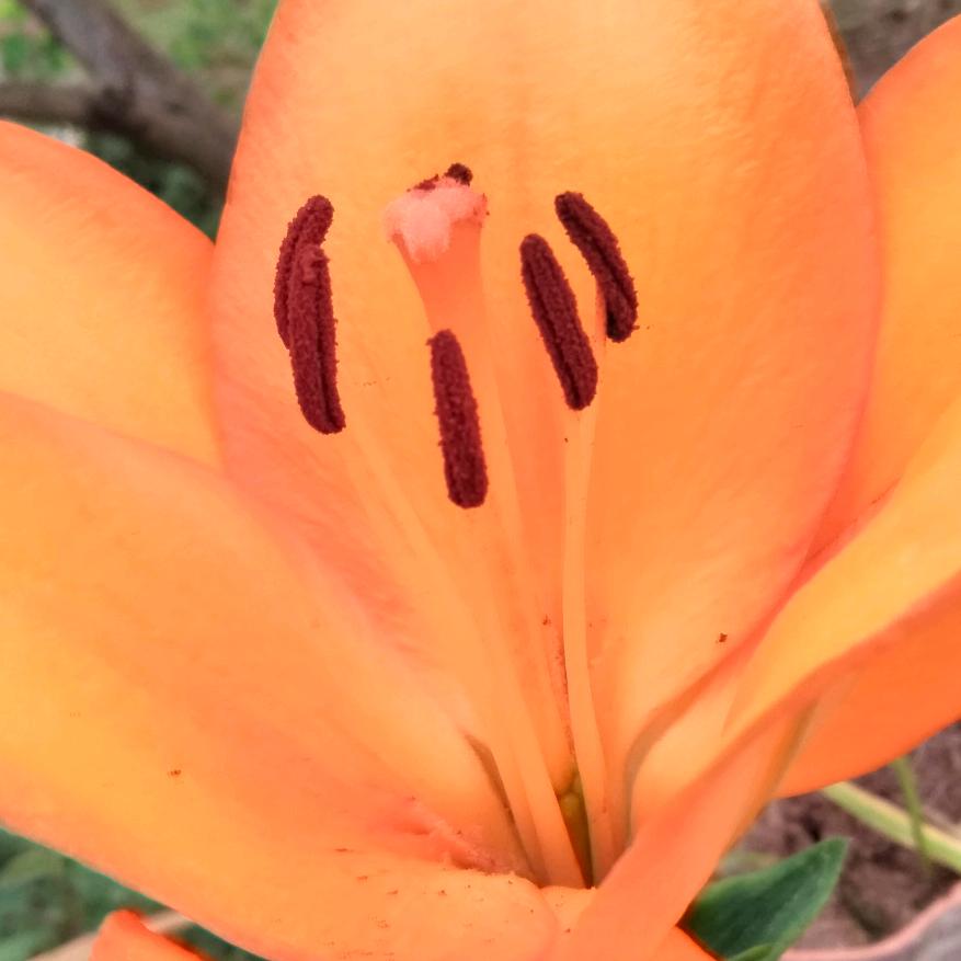 佛
