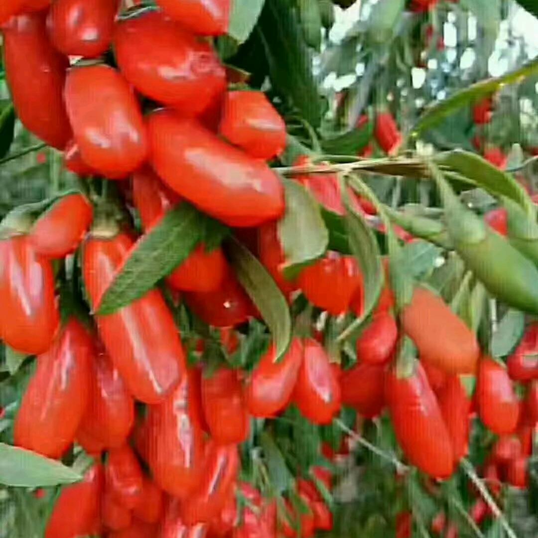 平姐人力，长年招聘