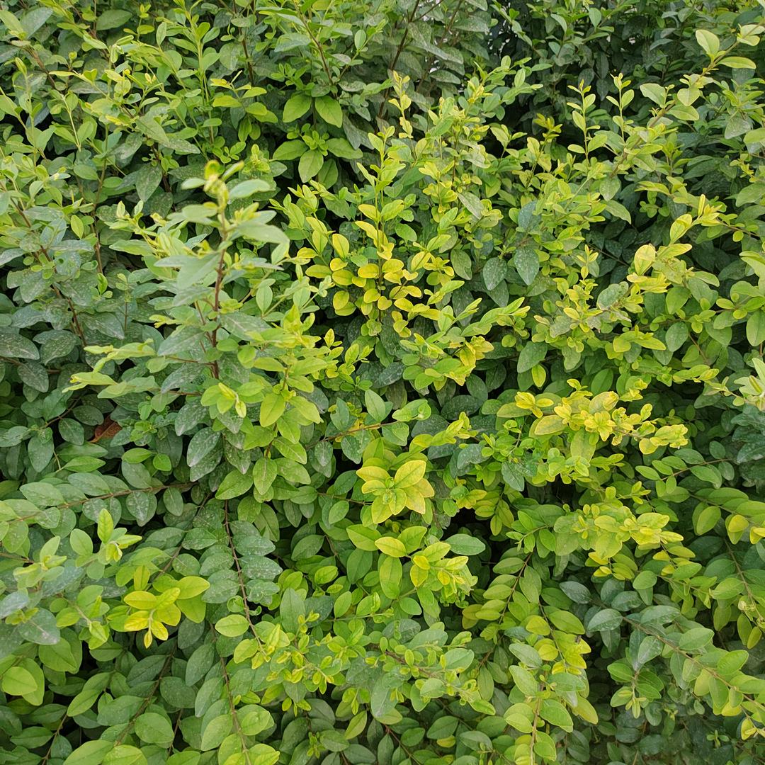 以诚相待