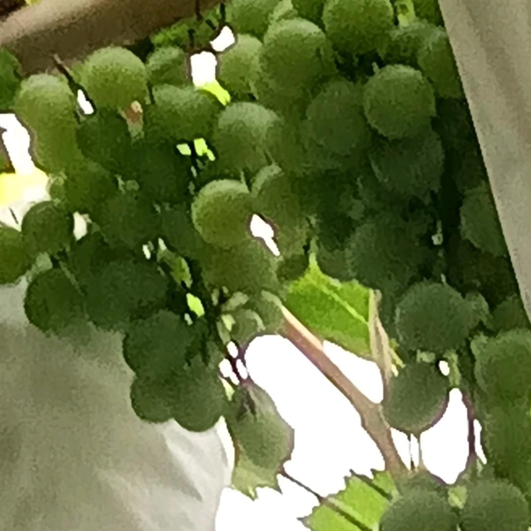 随缘.