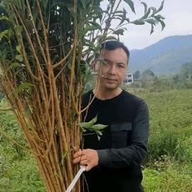 食纷玩美万发种养殖果树苗木专卖店弄袍大成