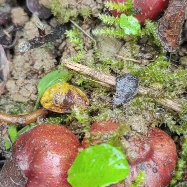 （汪）舒（琳）