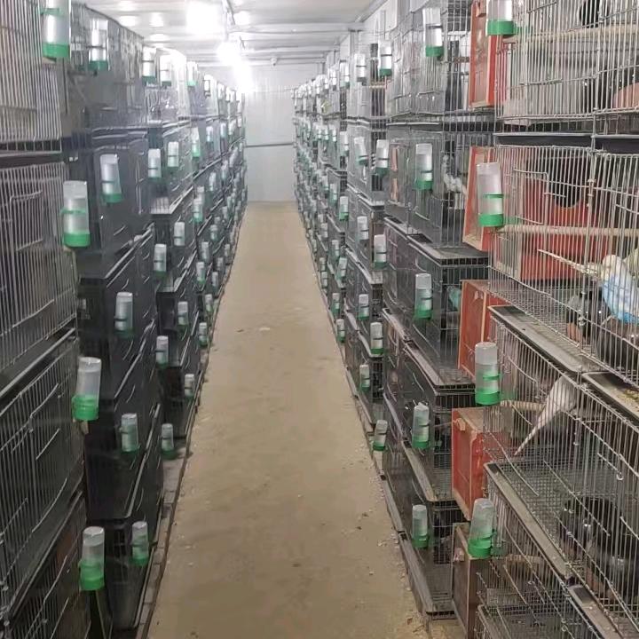 臻昱笼具厂（鹦鹉鸟养殖基地）