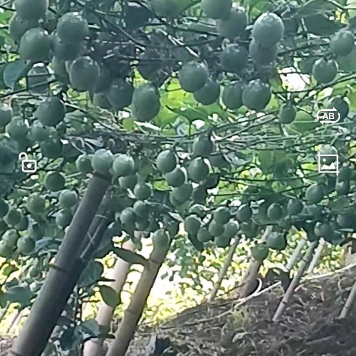 高山种植百香果187++++3716