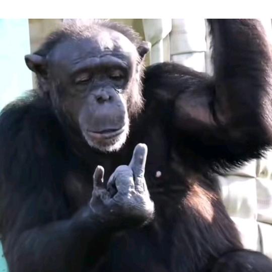 🐉阿利🦁　　       　༽