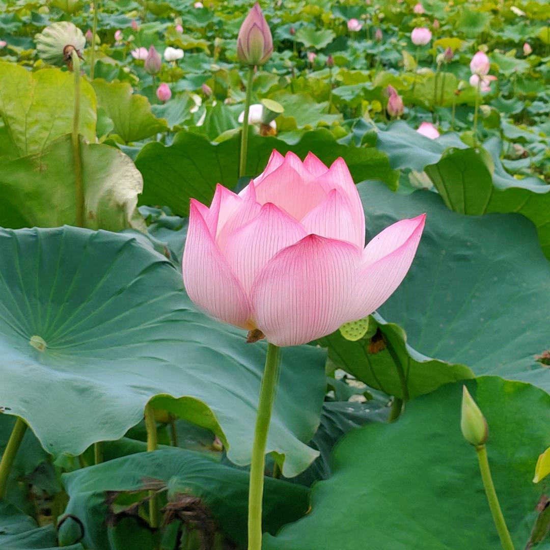 心暖如夏٩(*´◒`*)۶