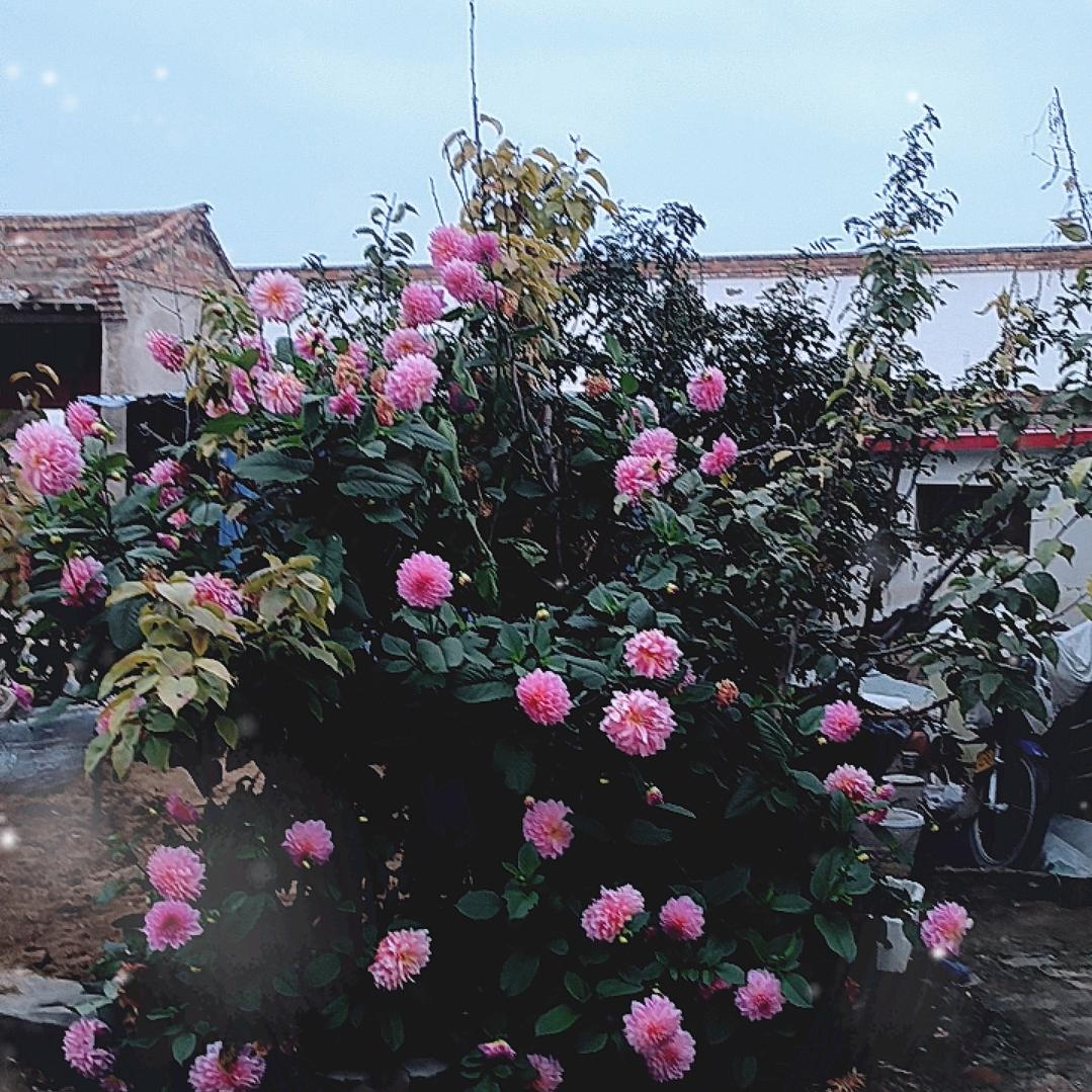 我错过了秋天的落叶