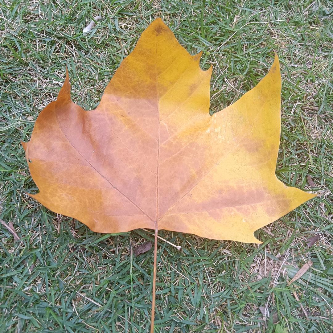 阿香花卉农品小铺