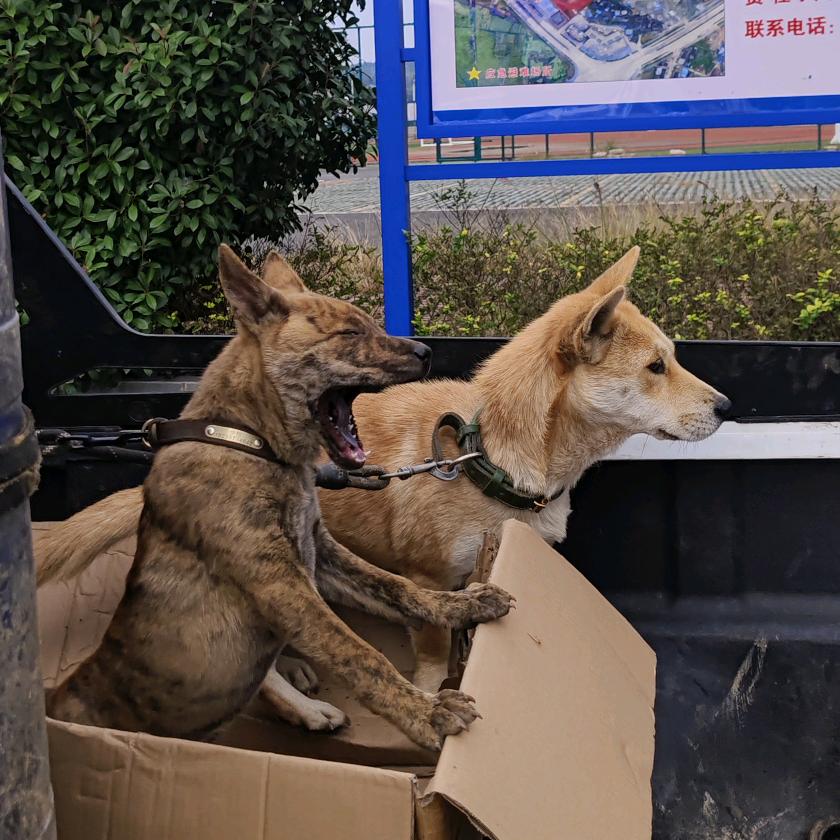 矮脚转 长耳步