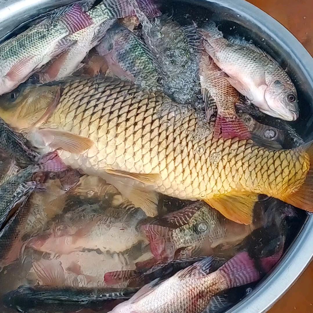 弱水三千啊双