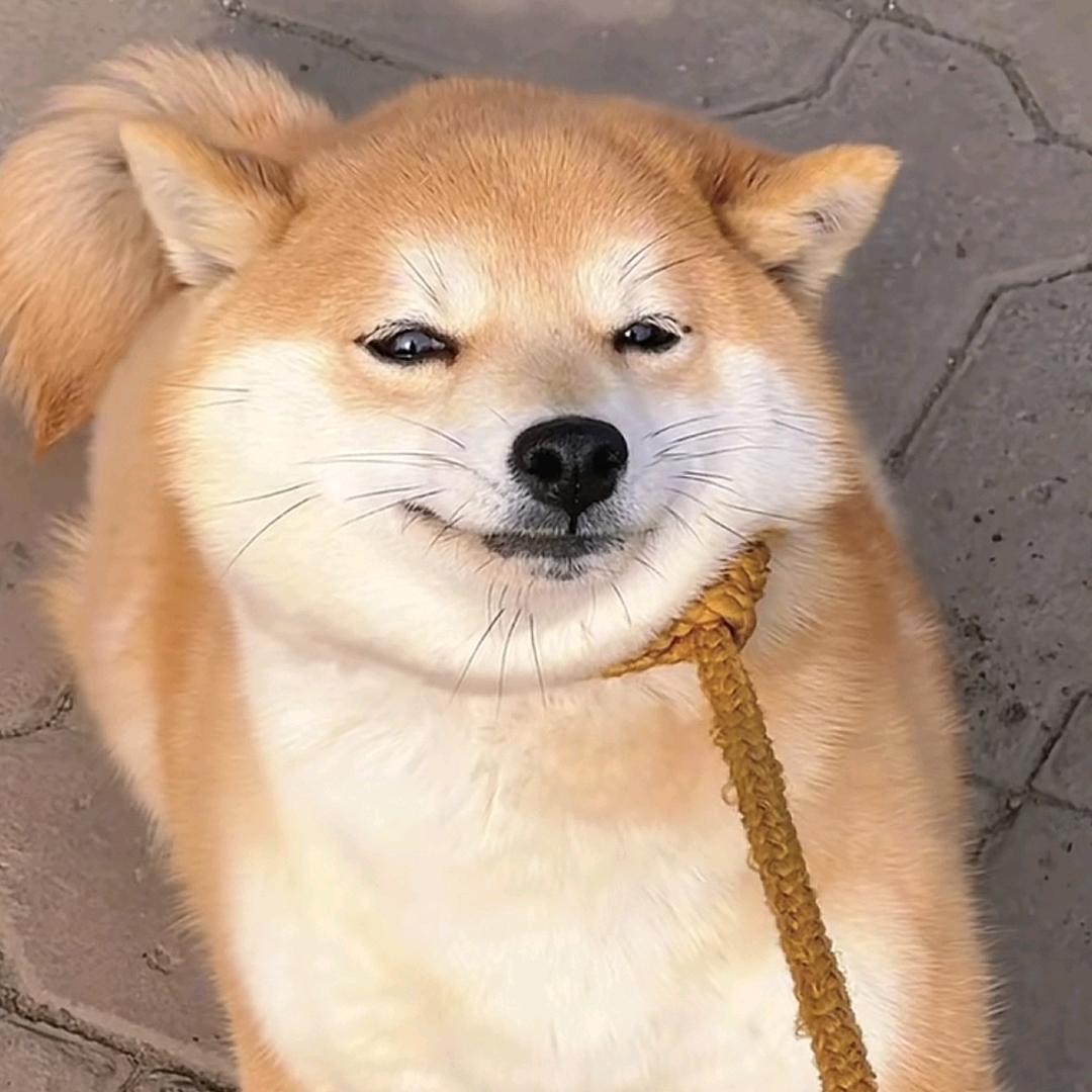 基础两厢狗