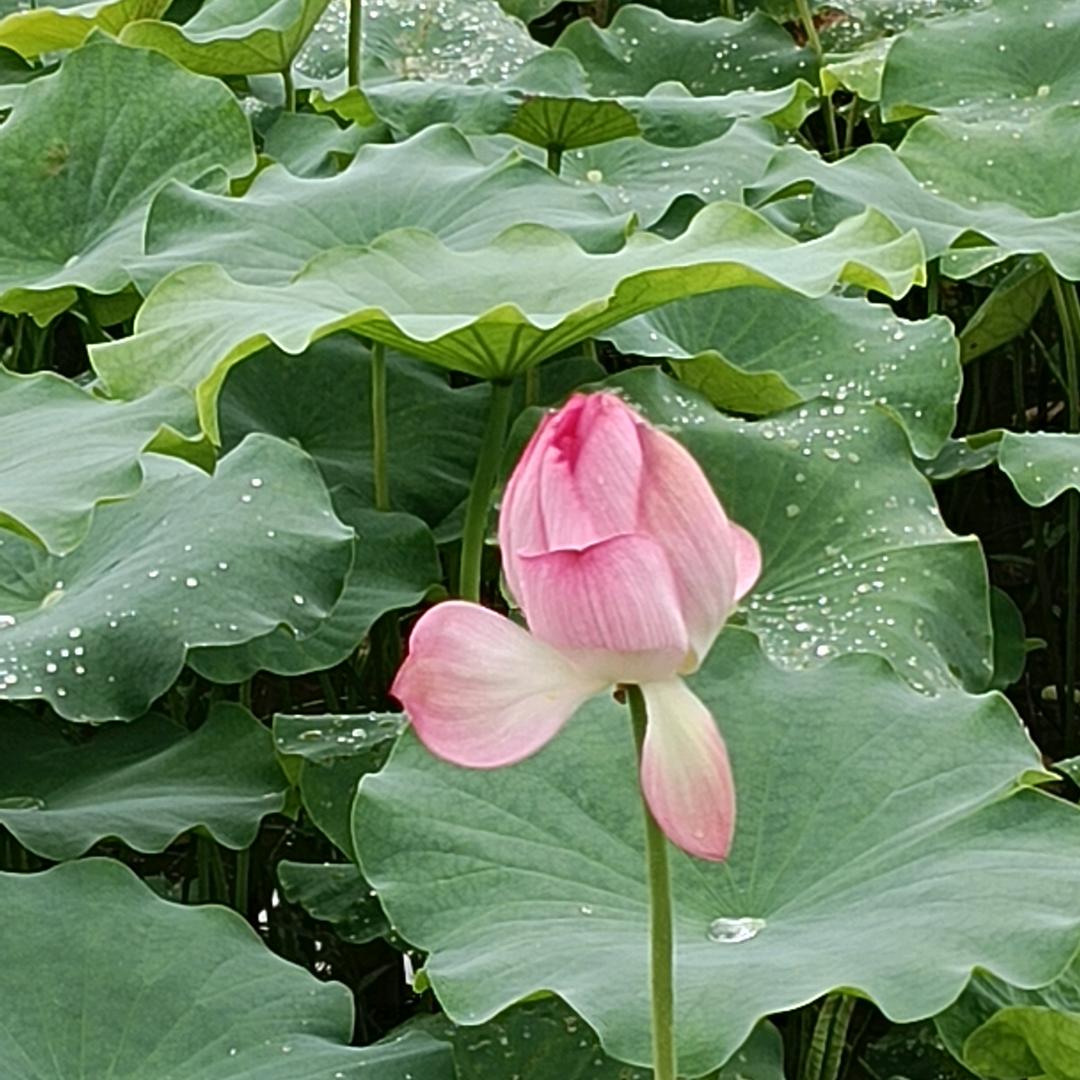 似曾相识